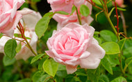 Rosa 'New Dawn'