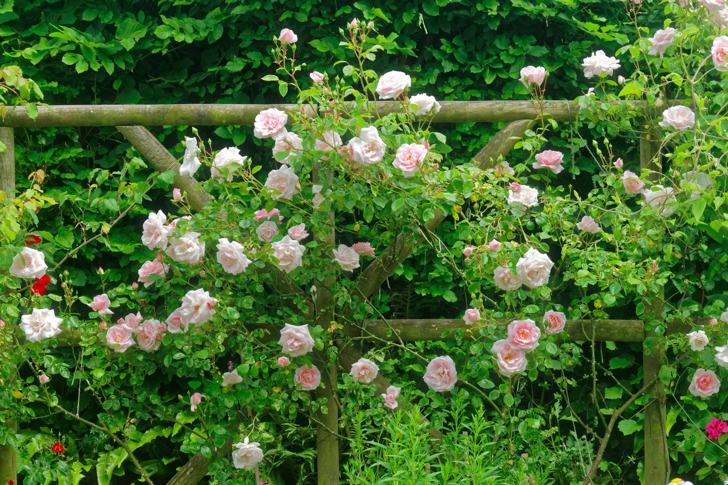 Rosa 'New Dawn'