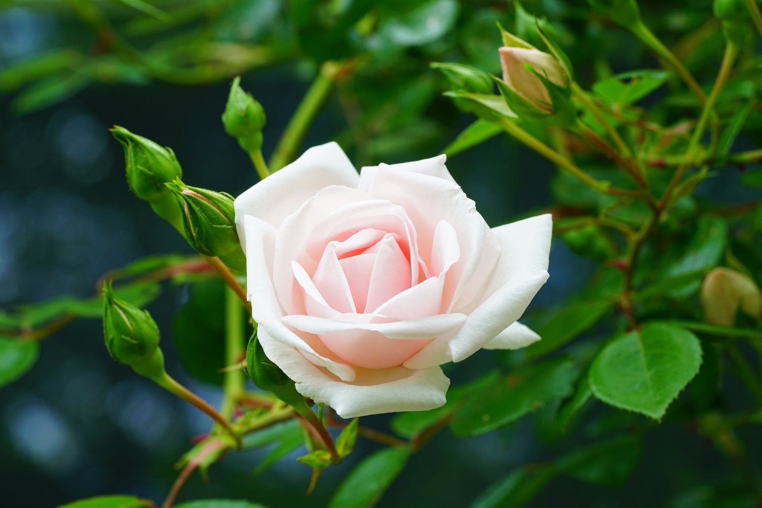 Rosa 'New Dawn'