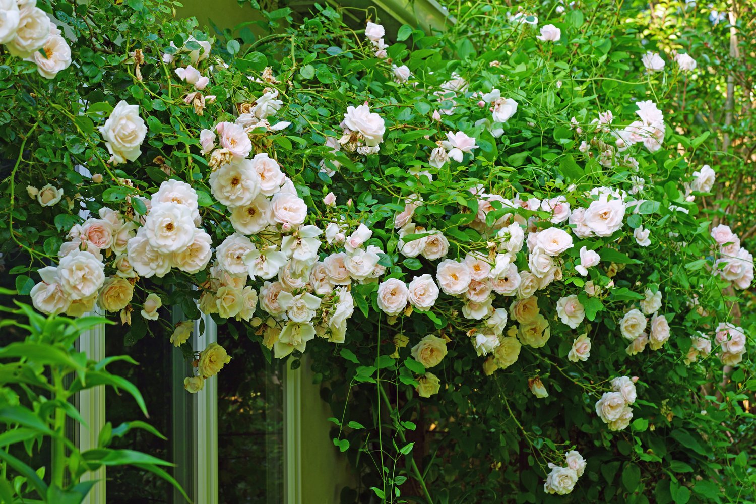 Rosa 'New Dawn'