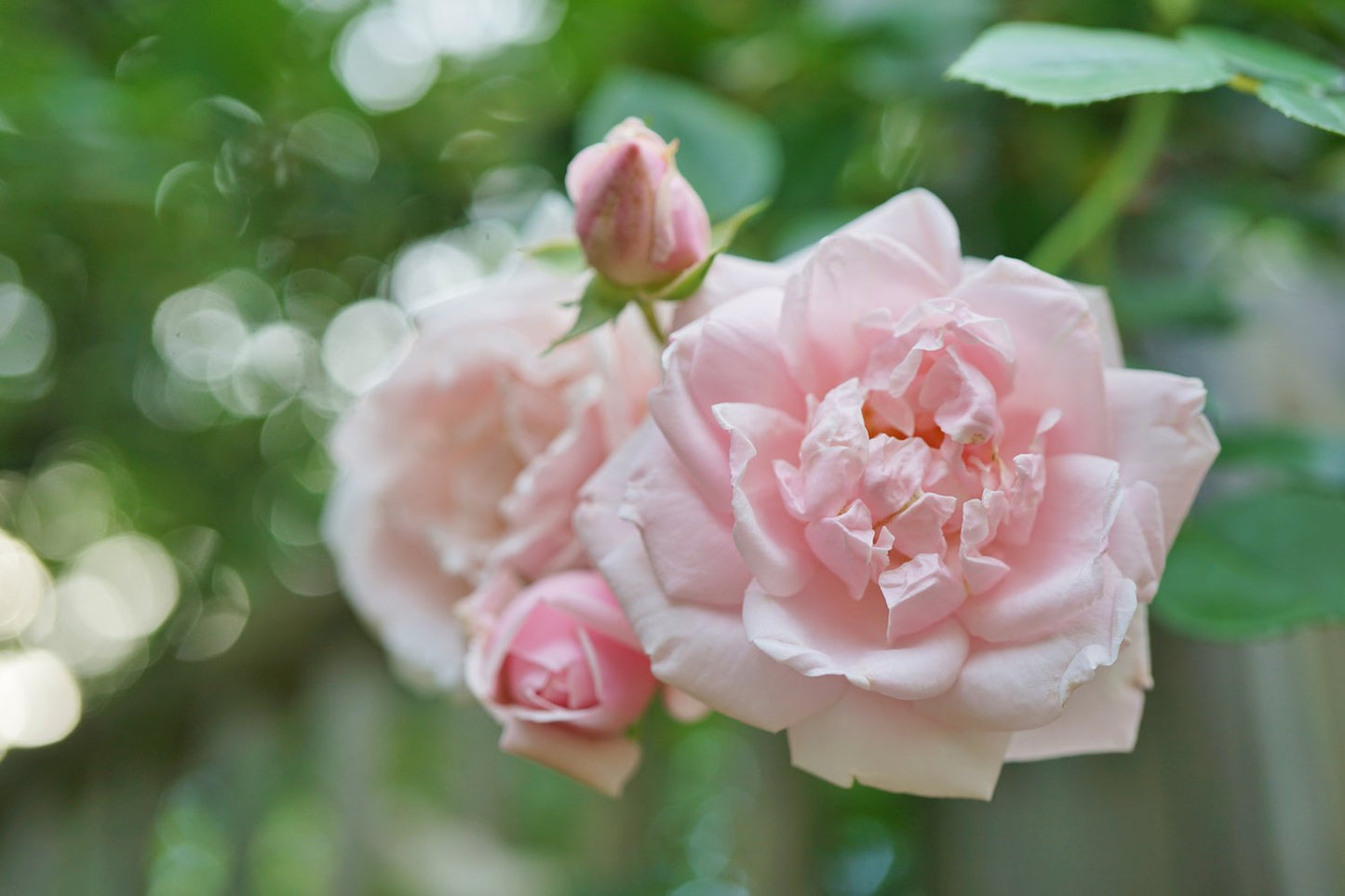 Rosa 'New Dawn'