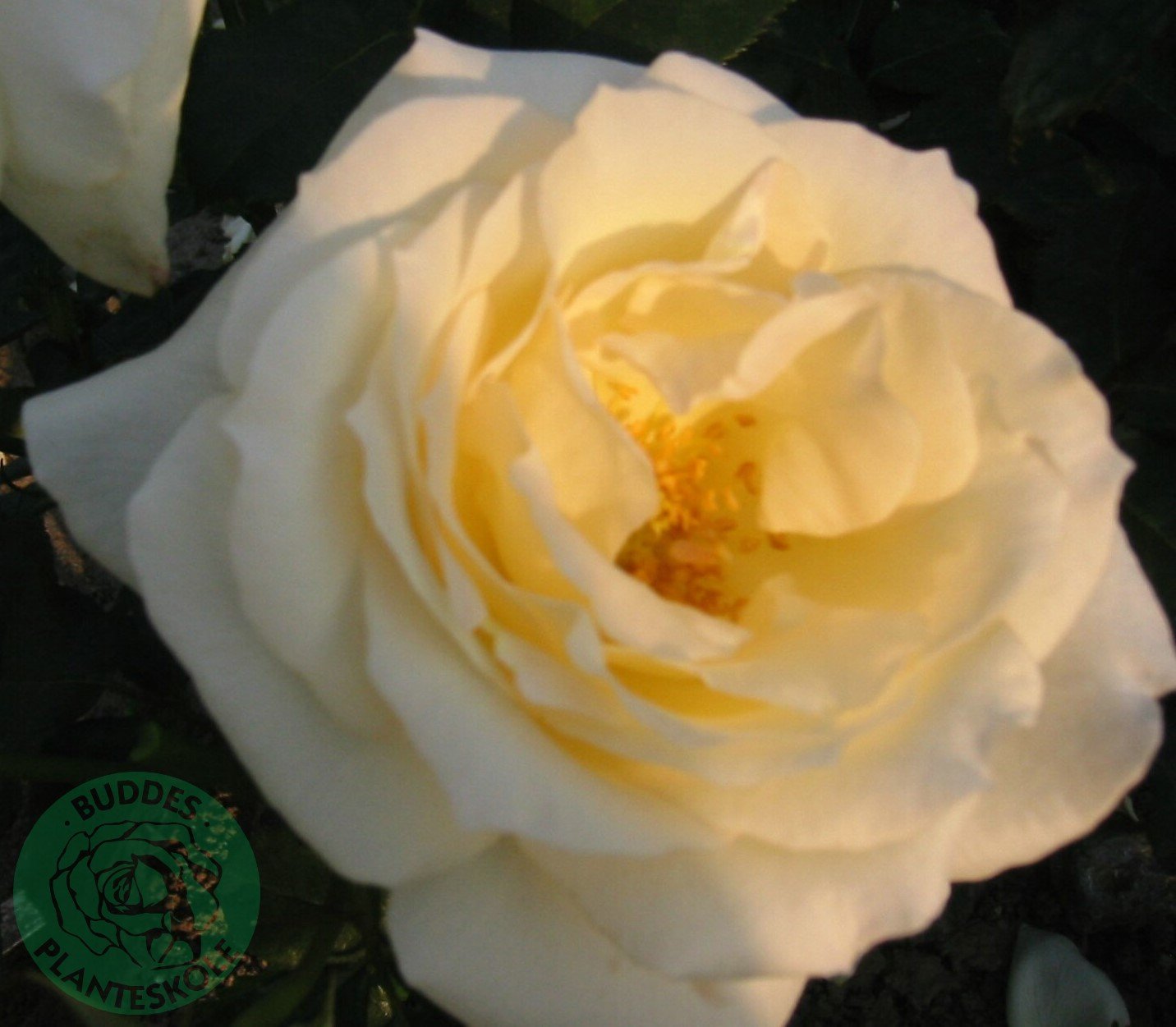 Rosa Schneewalzer