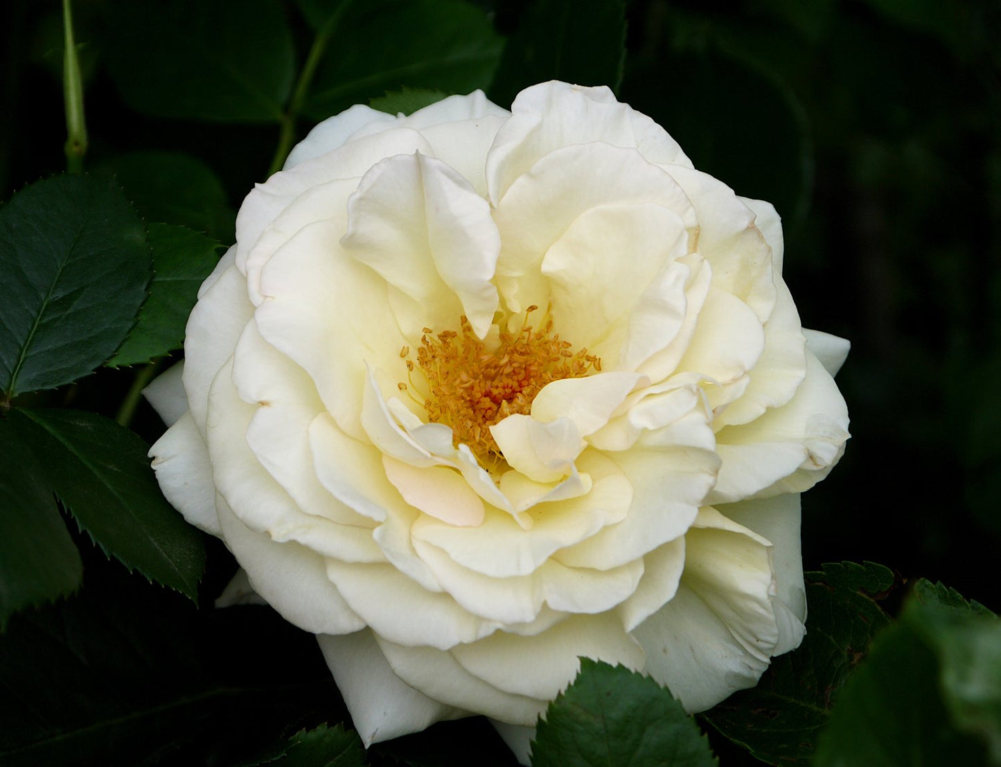 Rosa Schneewalzer