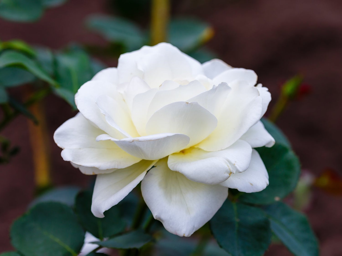 Rosa Schneewalzer