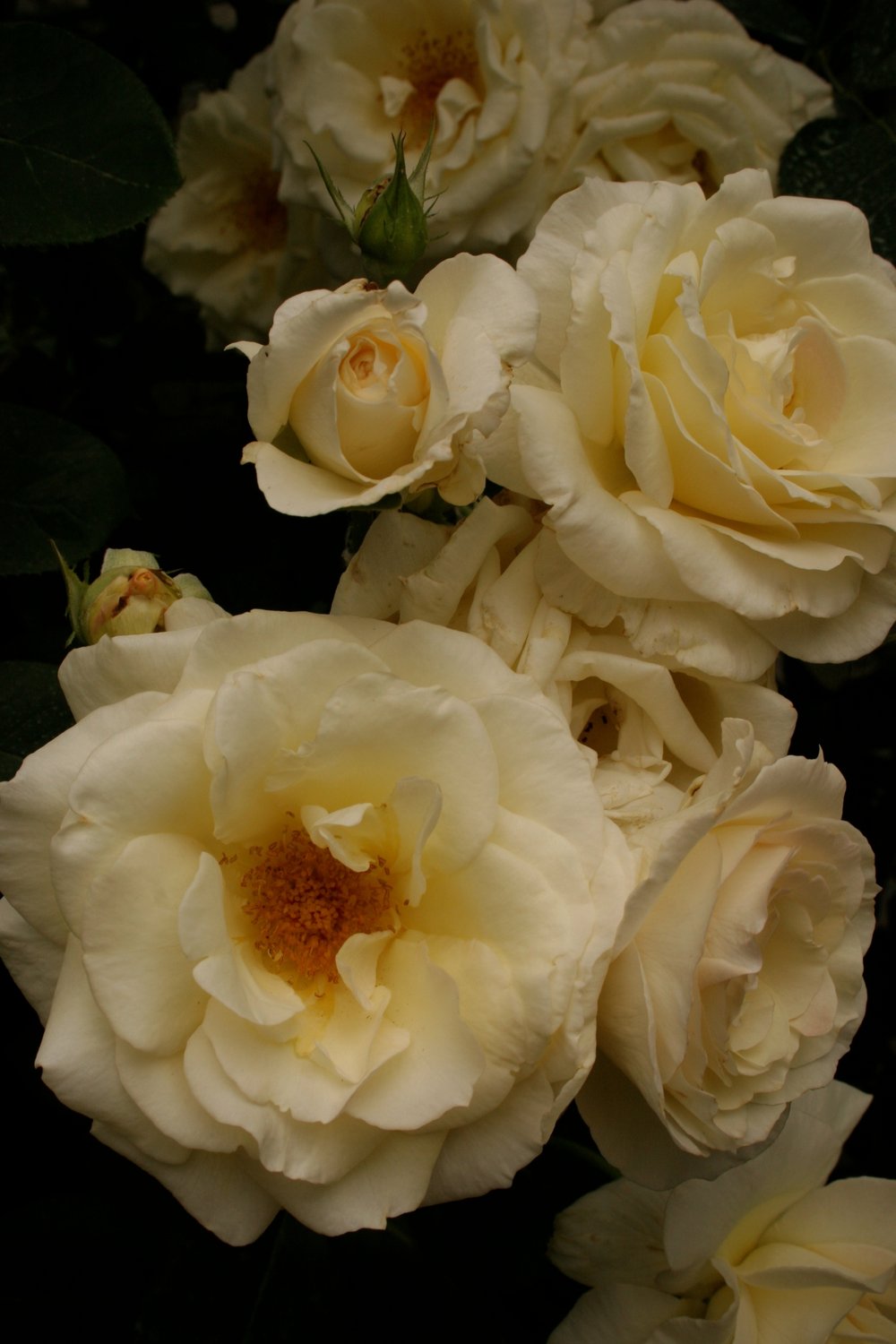 Rosa Schneewalzer