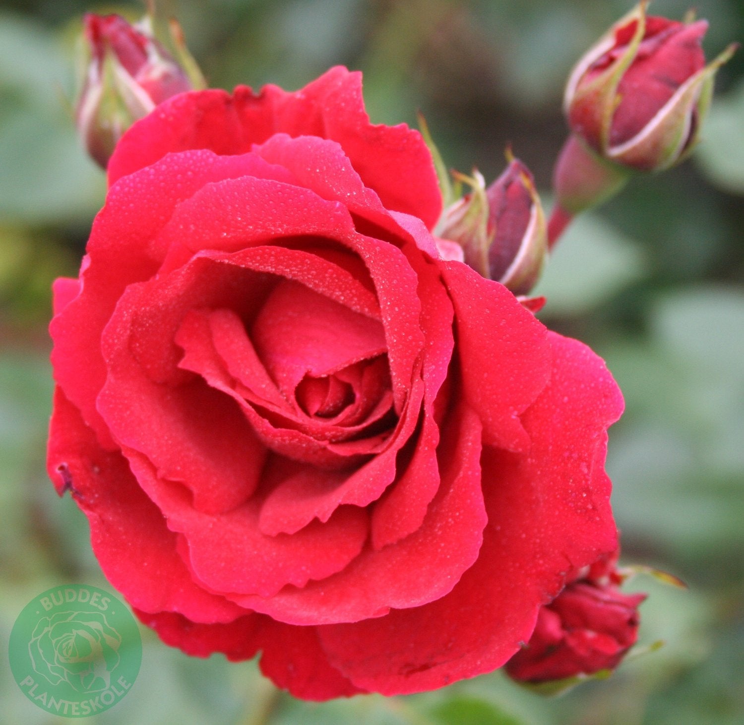 Rosa 'Sympathie'