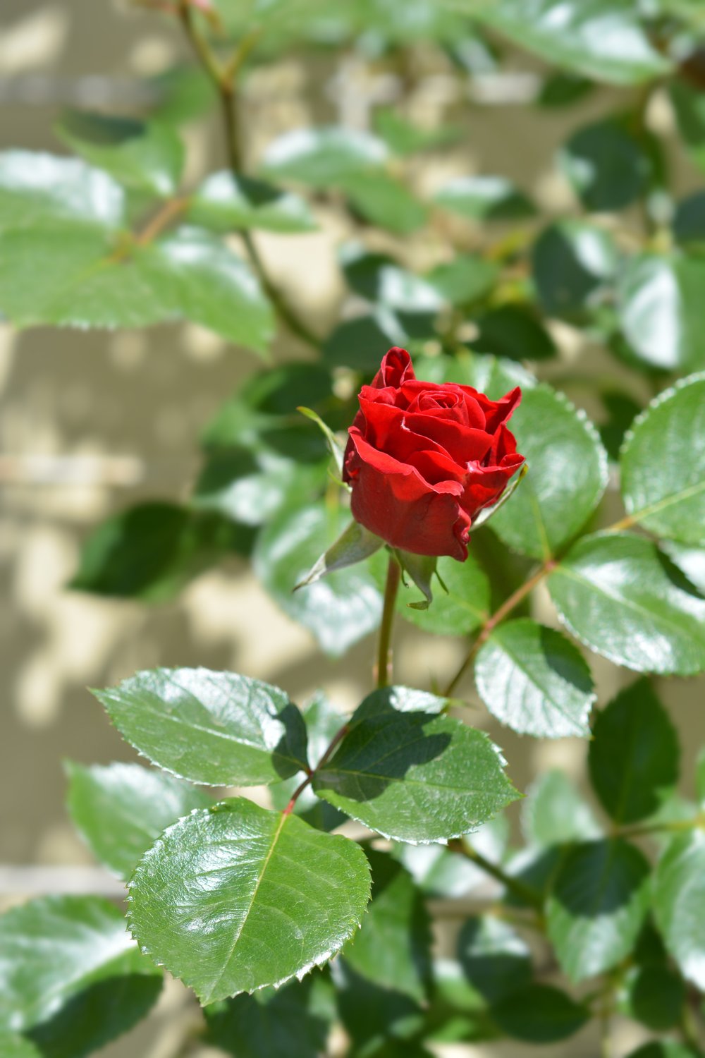 Rosa 'Sympathie'