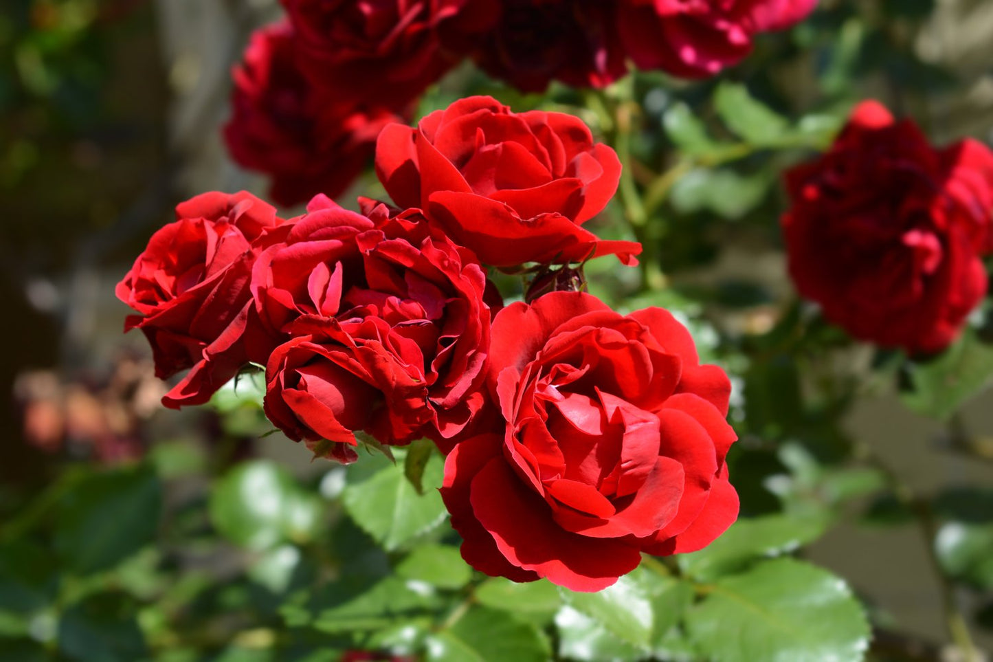 Rosa 'Sympathie'