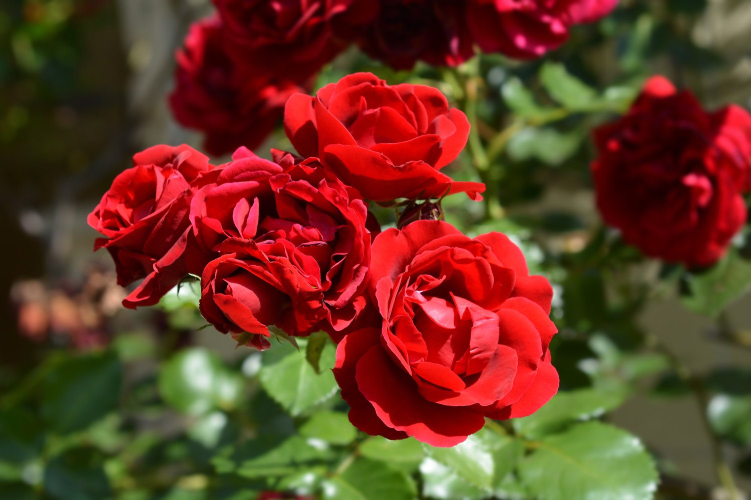 Rosa 'Sympathie'