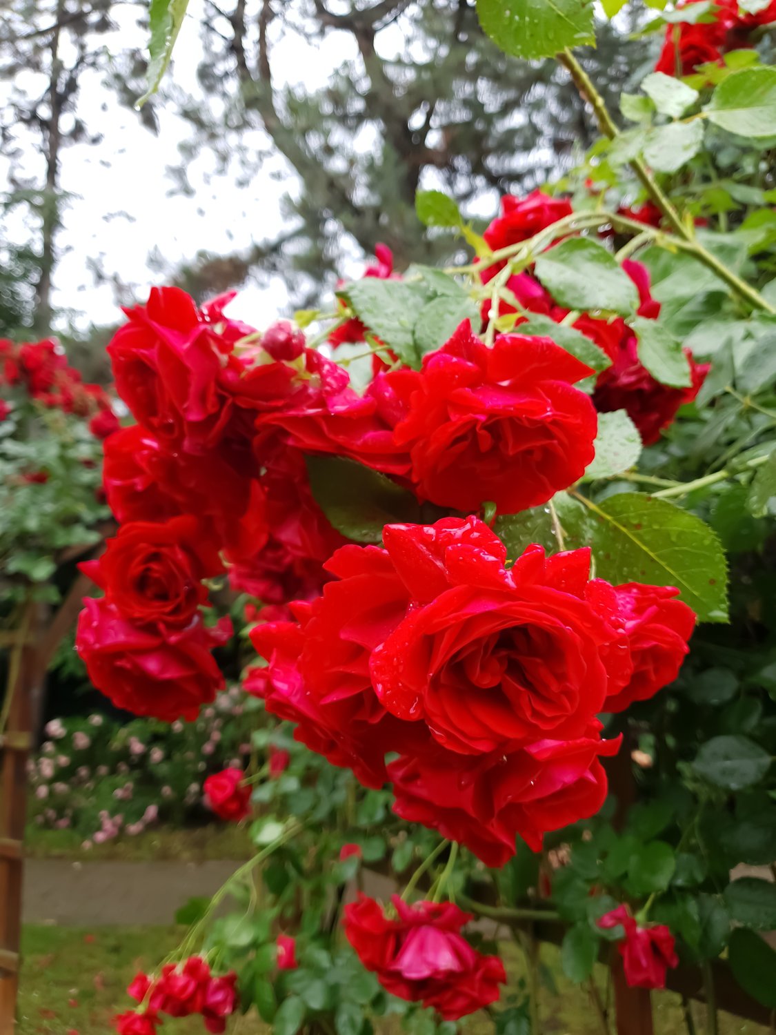 Rosa 'Sympathie'