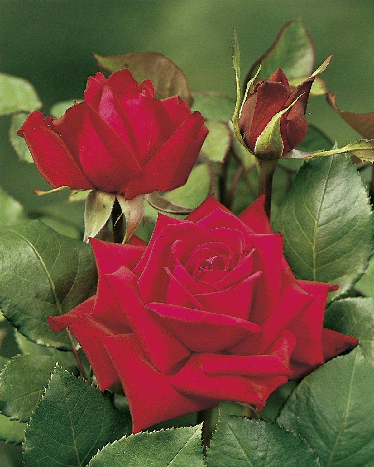 Rosa Burgund '81