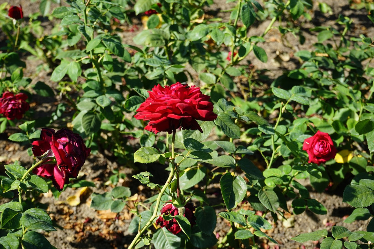 Rosa Burgund '81