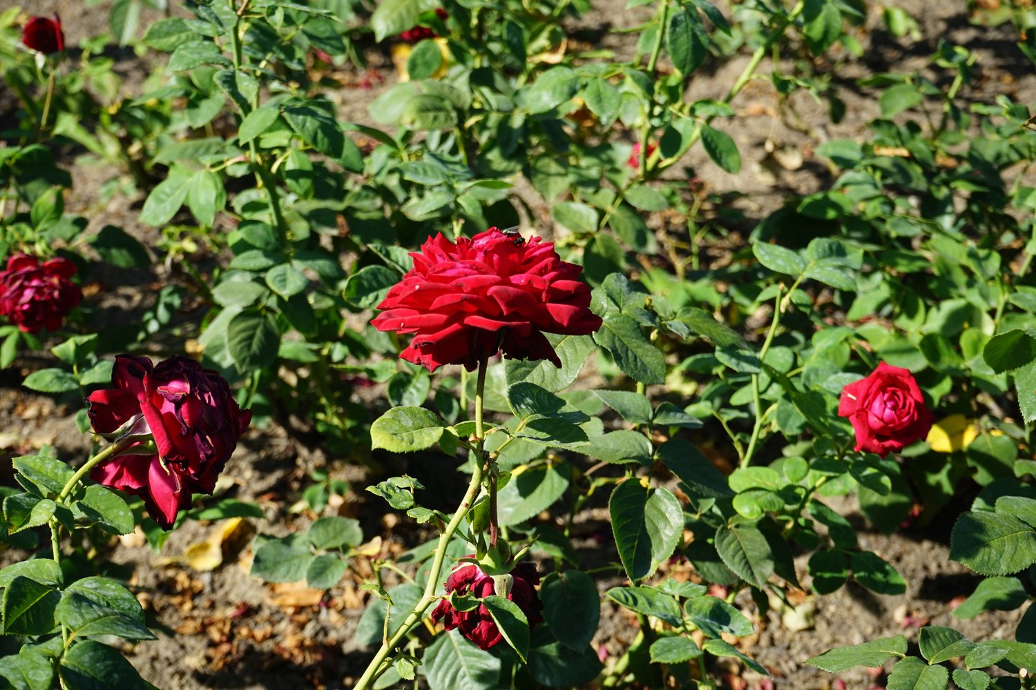 Rosa Burgund '81