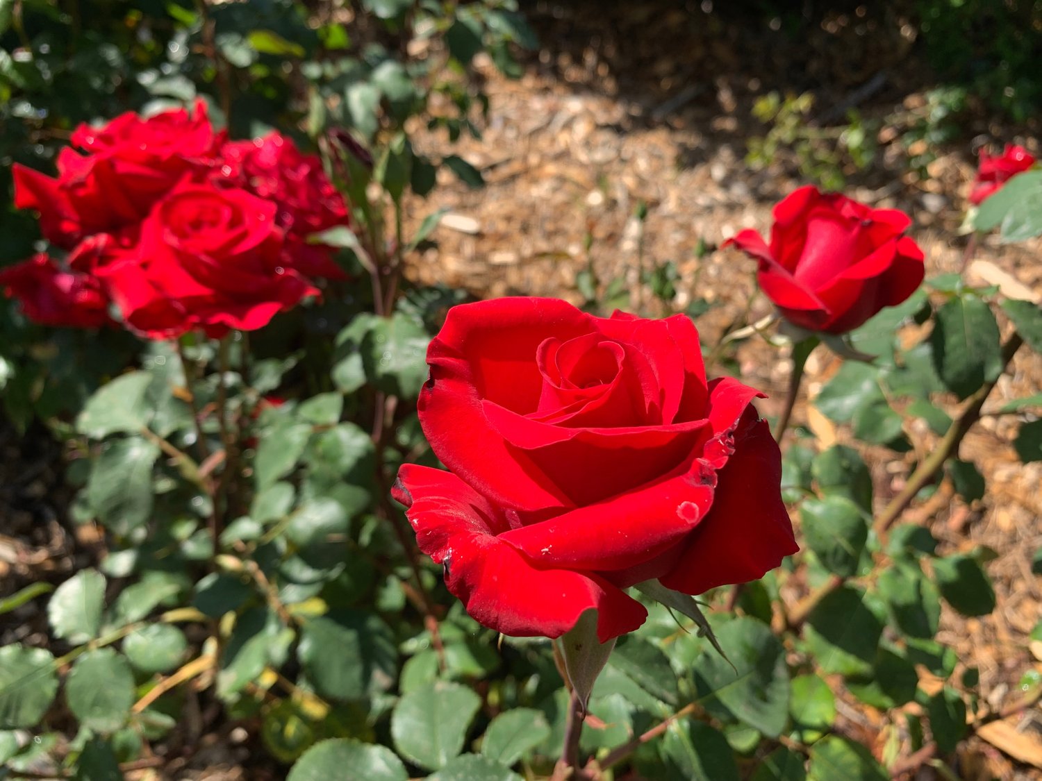 Rosa Burgund '81