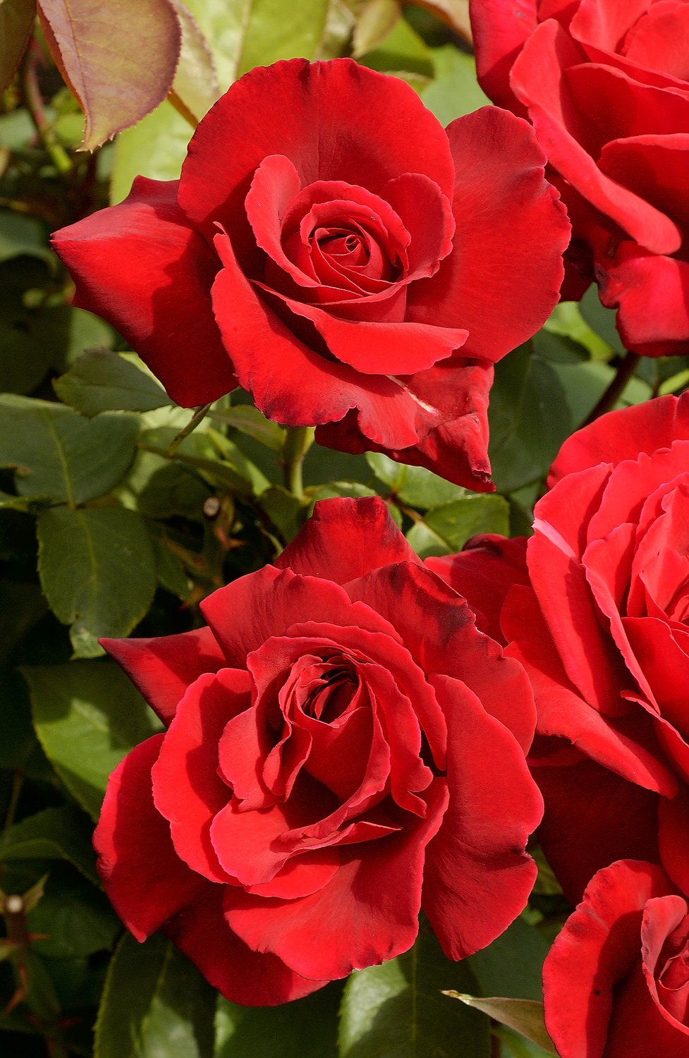 Rosa 'Erotika'