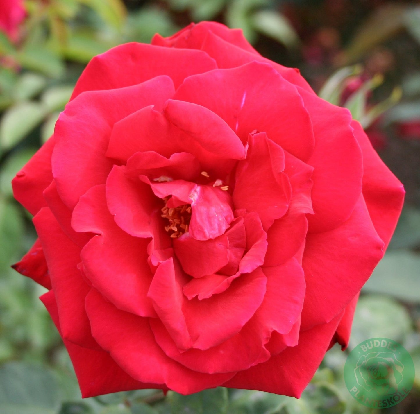 Rosa 'Erotika'