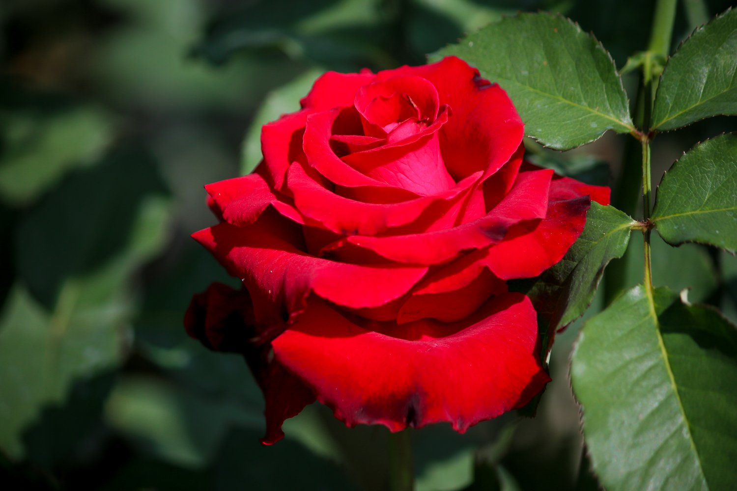 Rosa 'Erotika'