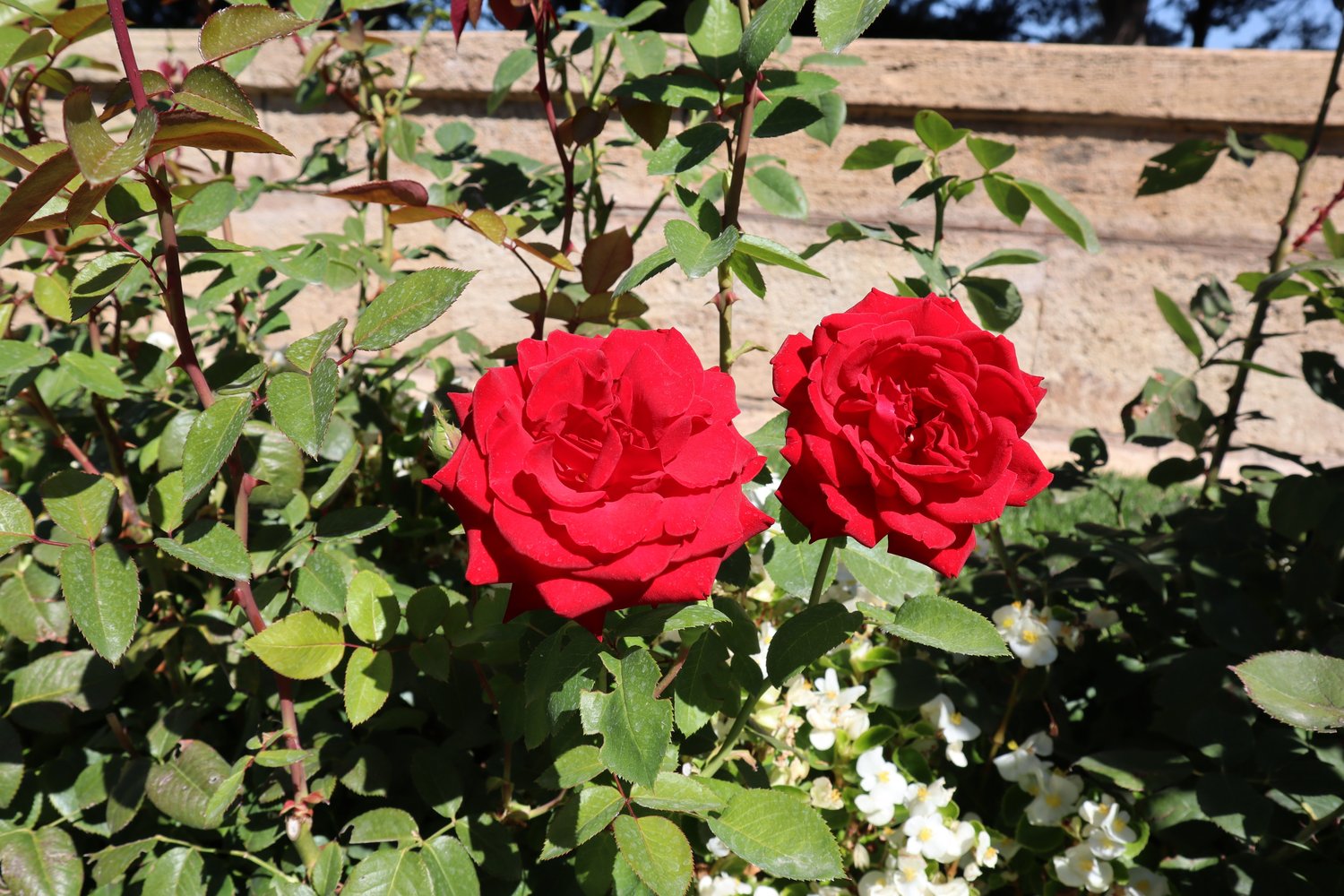 Rosa 'Erotika'