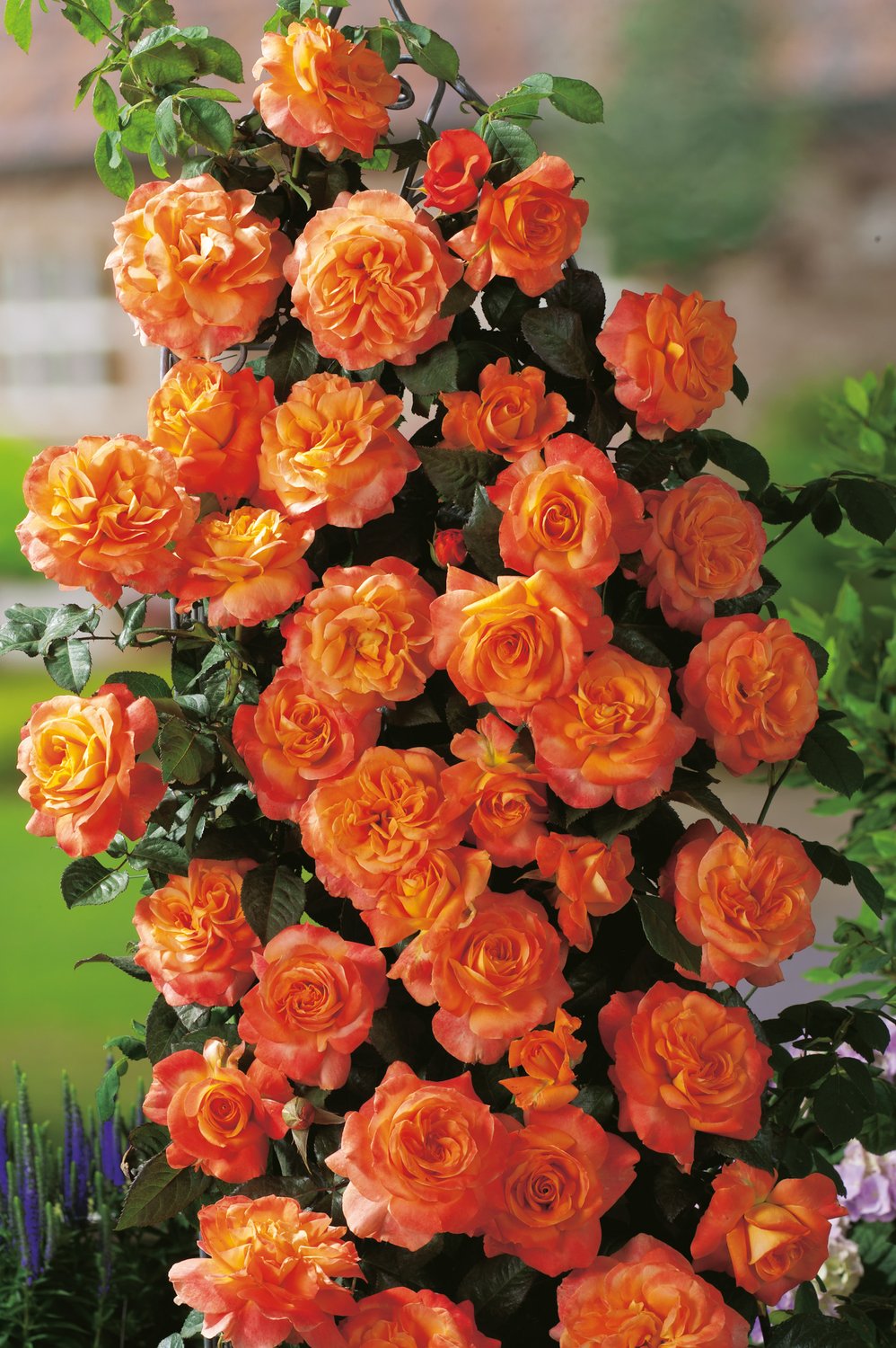 Rosa Flora Danica
