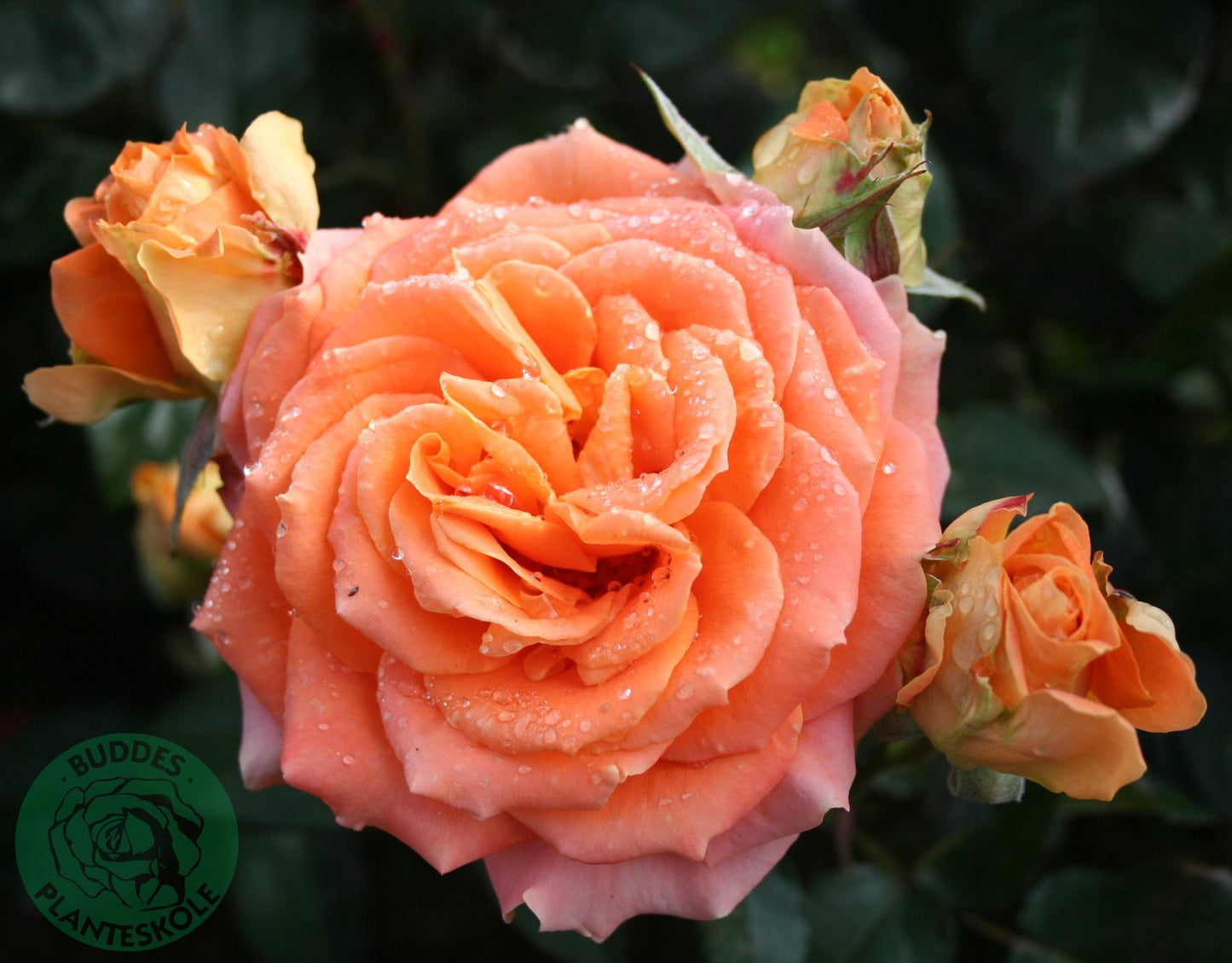 Rosa Flora Danica
