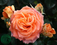 Rosa Flora Danica