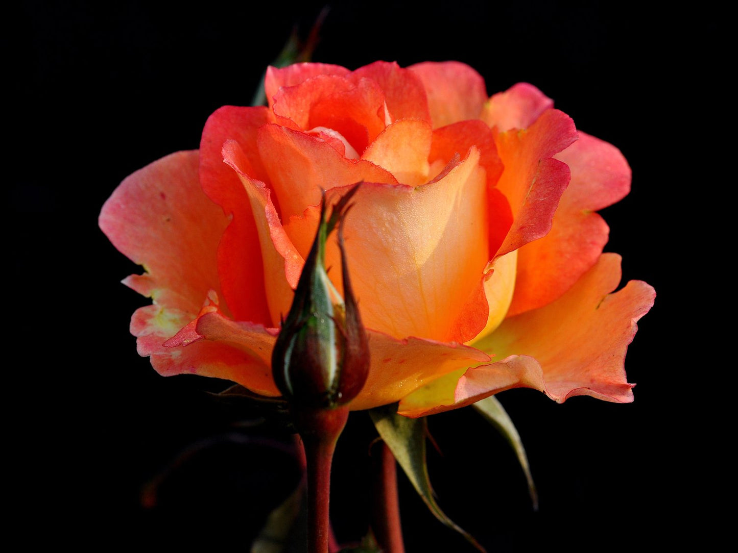 Rosa Flora Danica