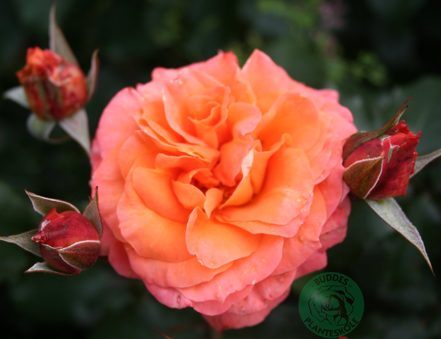 Rosa Gavnö