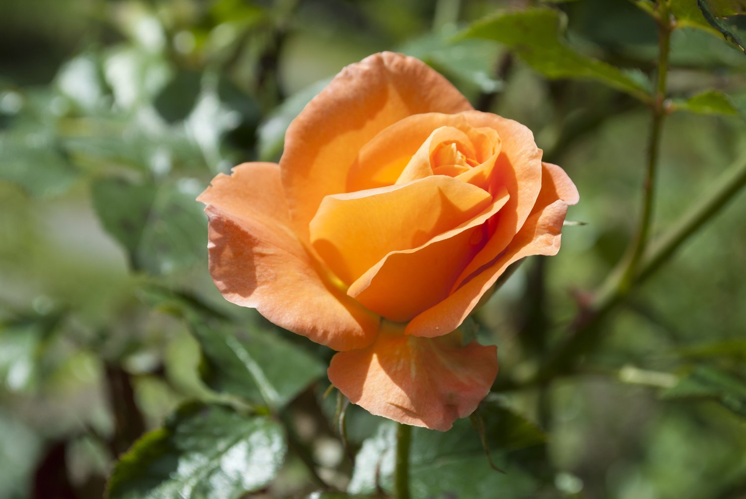 Rosa Gavnö