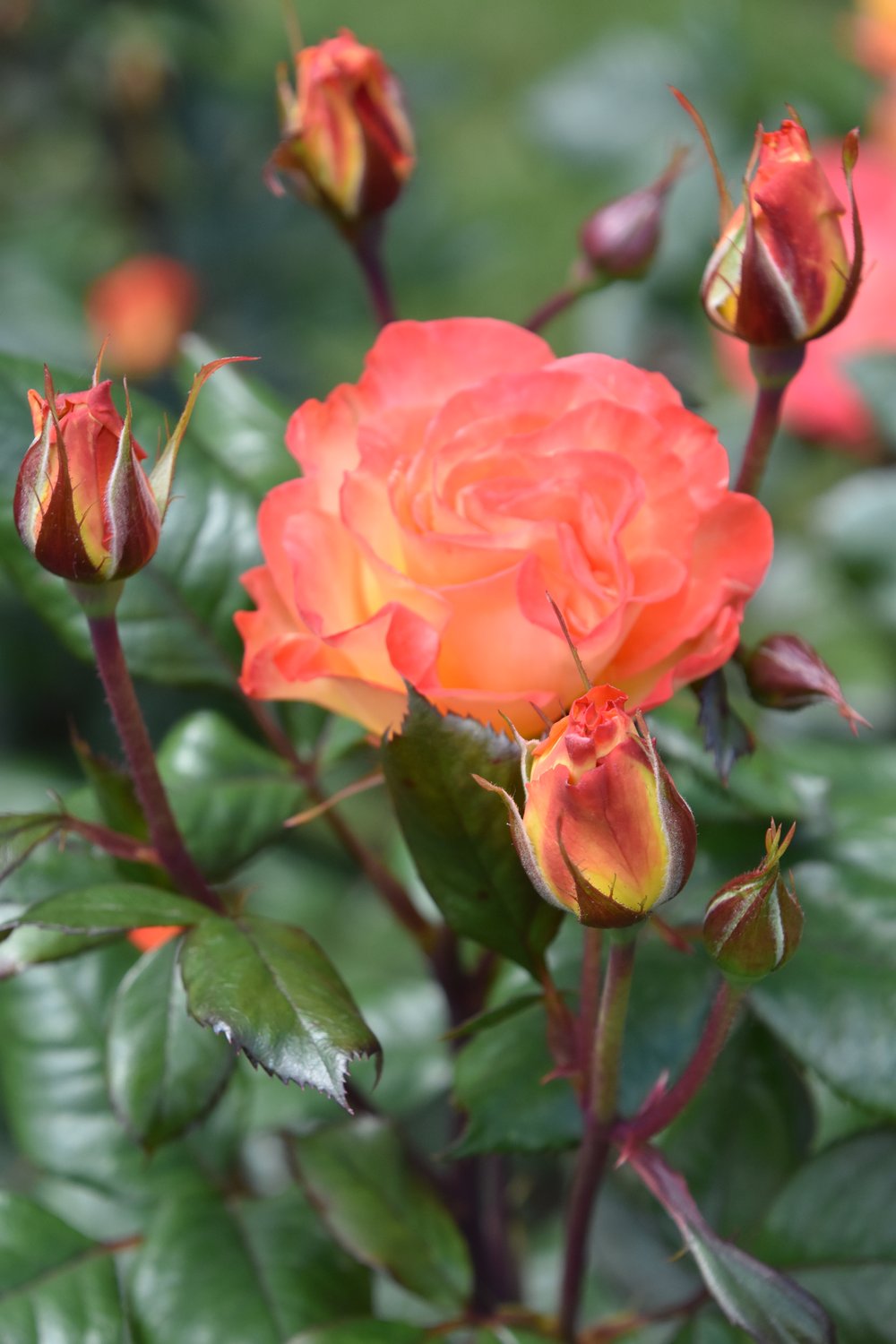 Rosa Gavnö