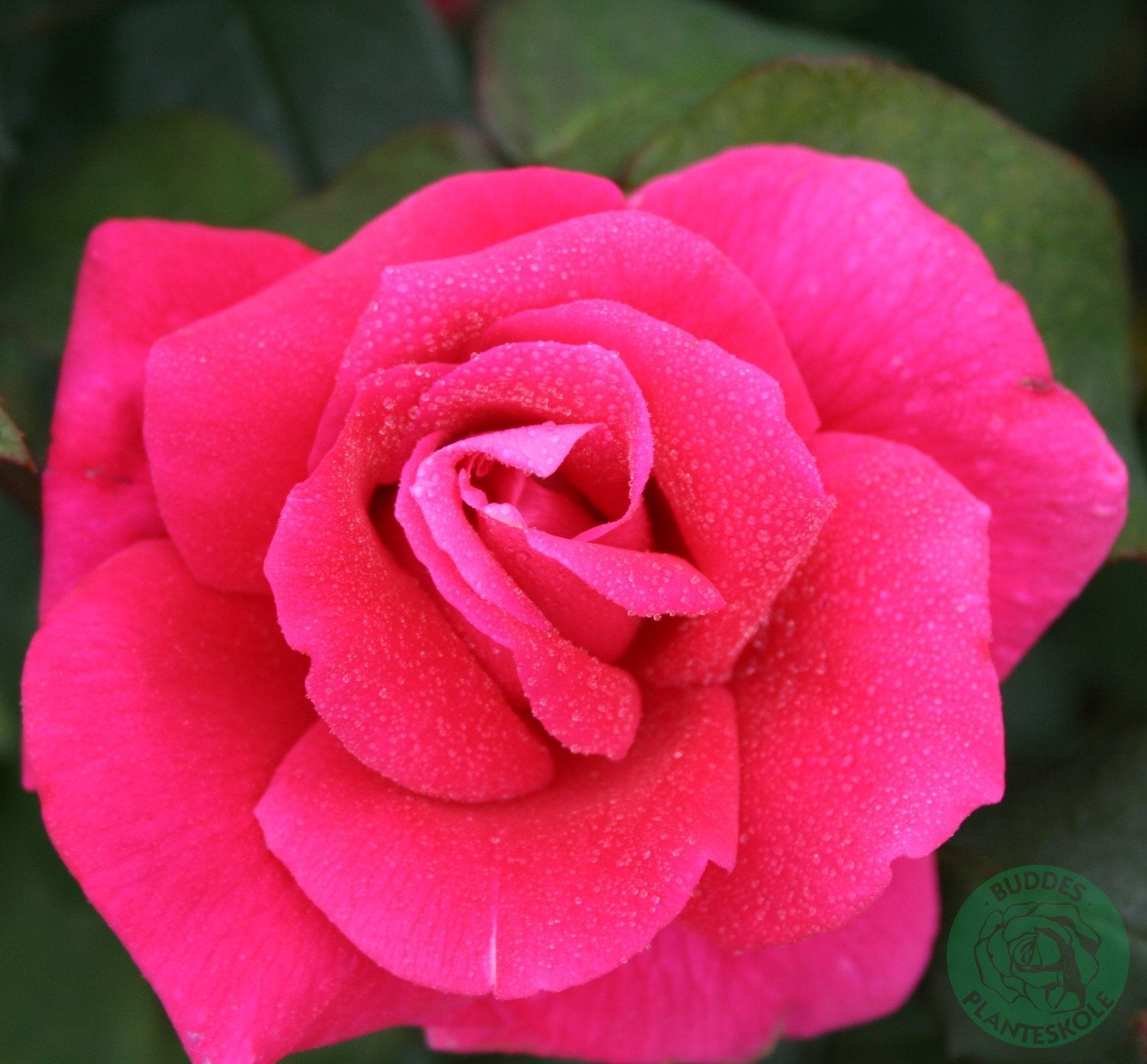 Rosa 'Hanne'