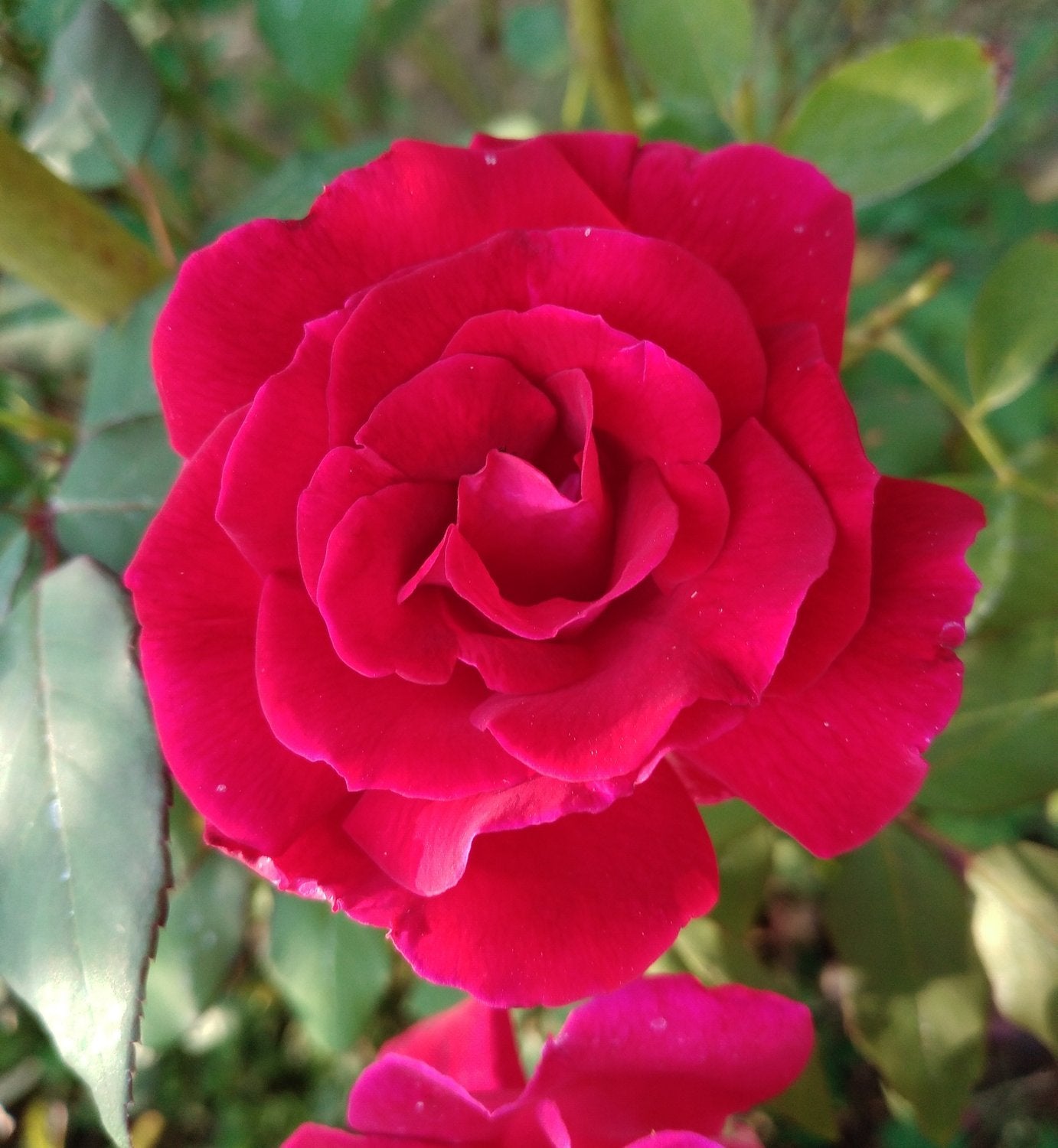 Rosa 'Hanne'