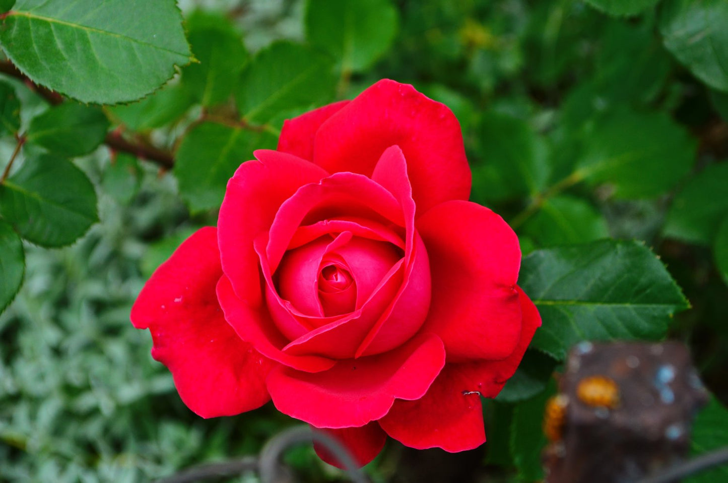 Rosa 'Hanne'