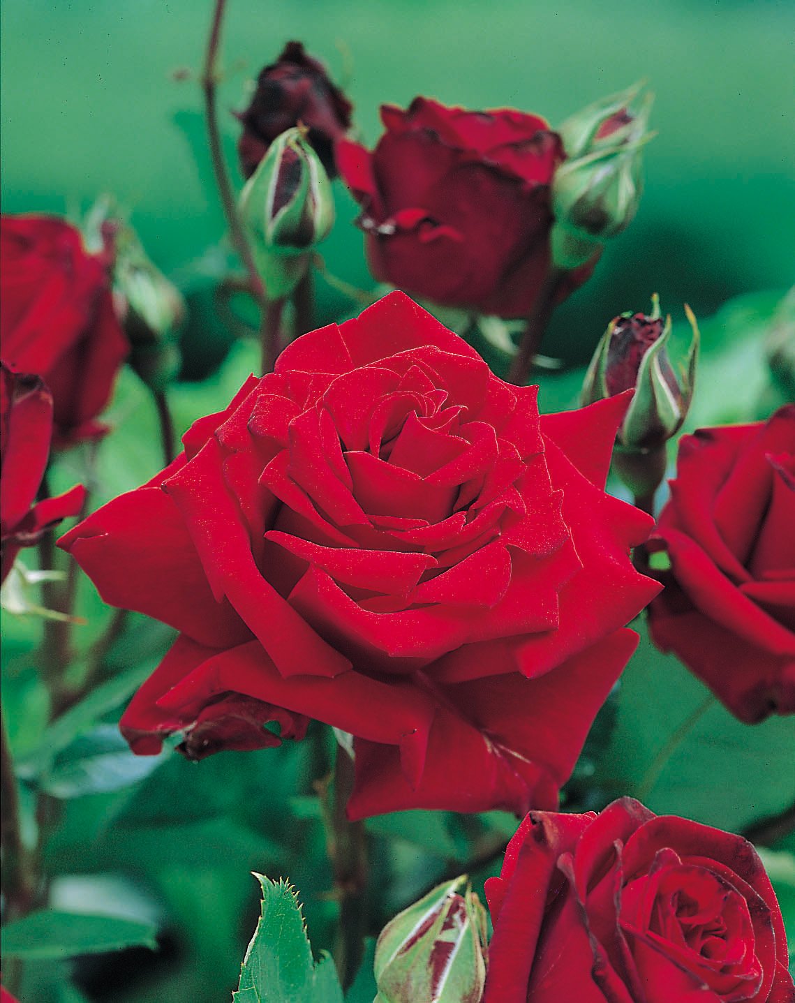 Rosa Ingrid Bergman