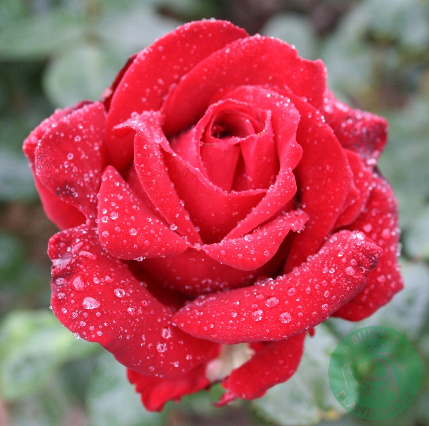 Rosa Ingrid Bergman