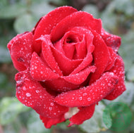 Rosa Ingrid Bergman