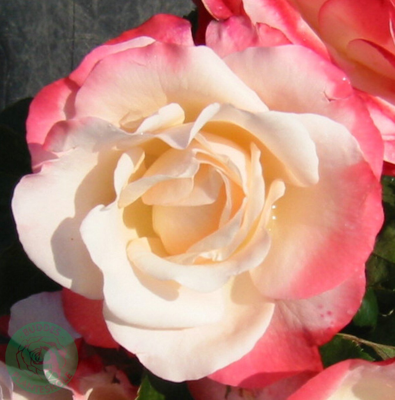 Rosa Nostalgie