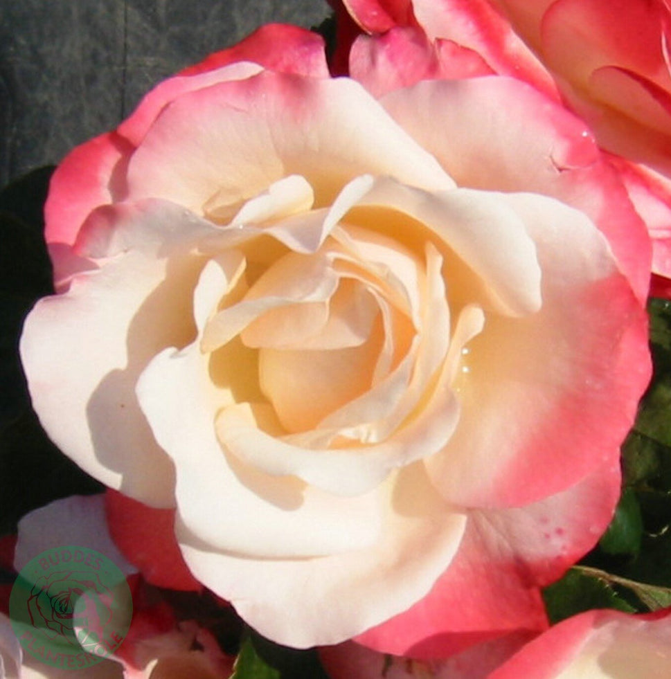 Rosa Nostalgie