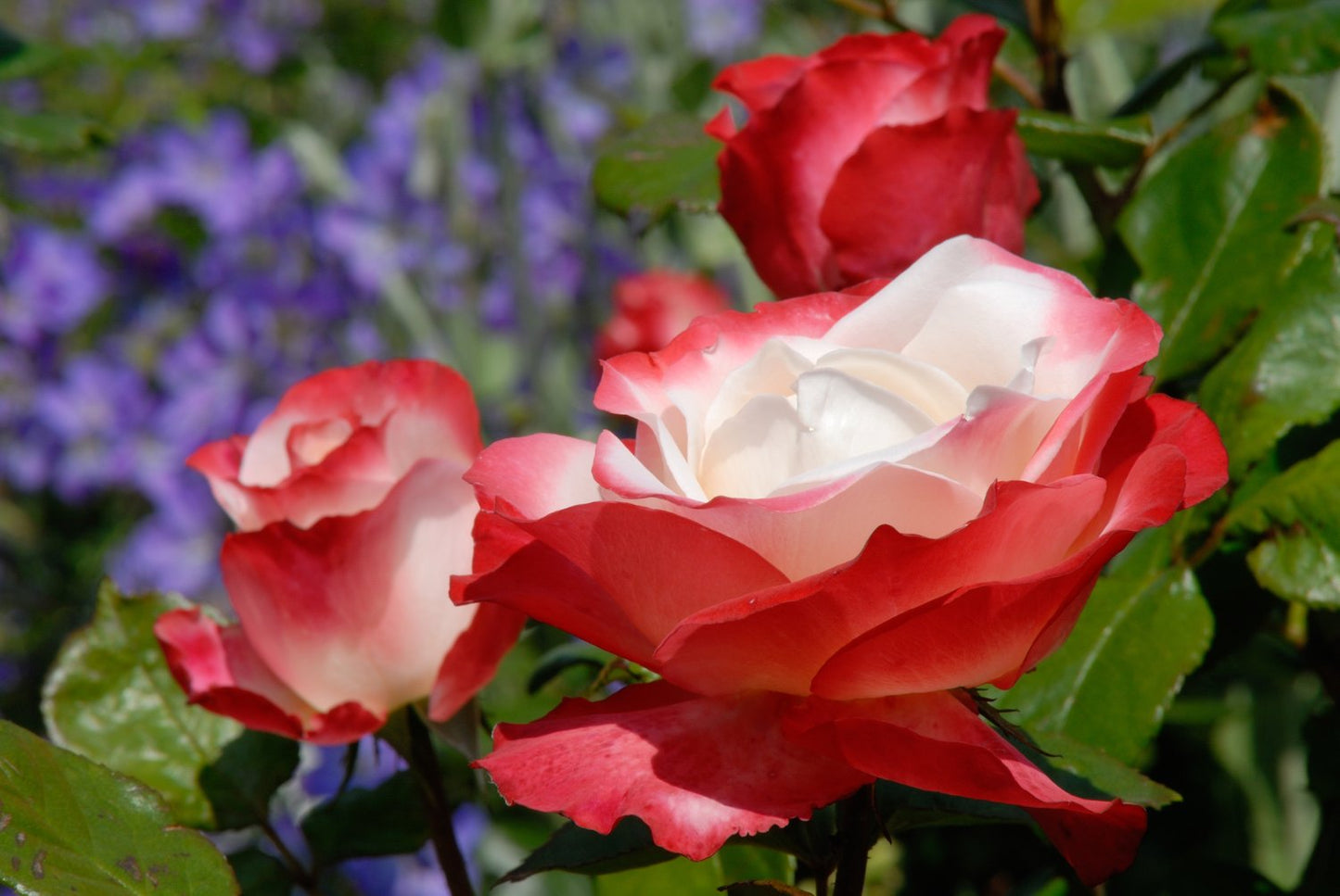 Rosa Nostalgie