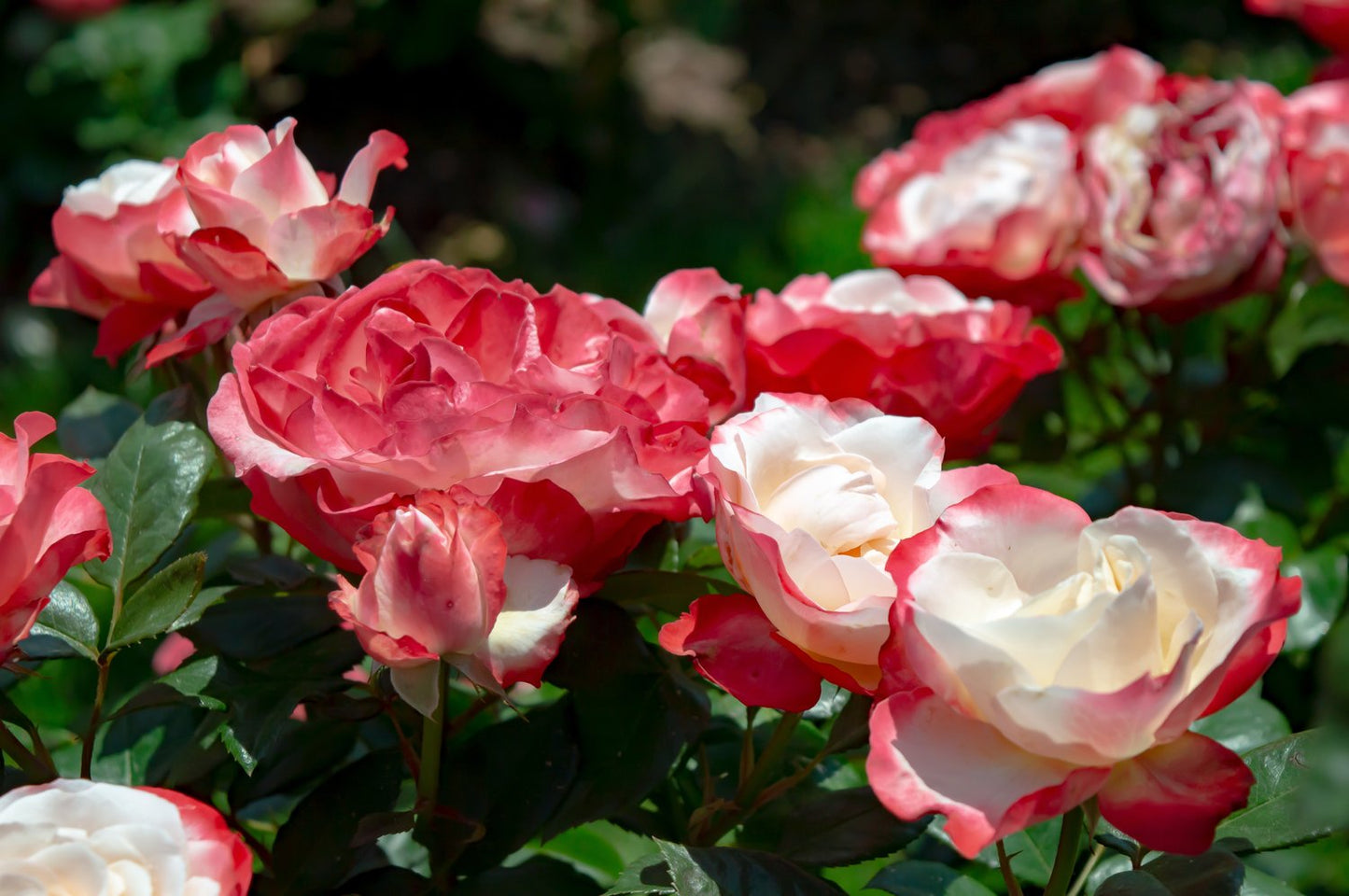 Rosa Nostalgie