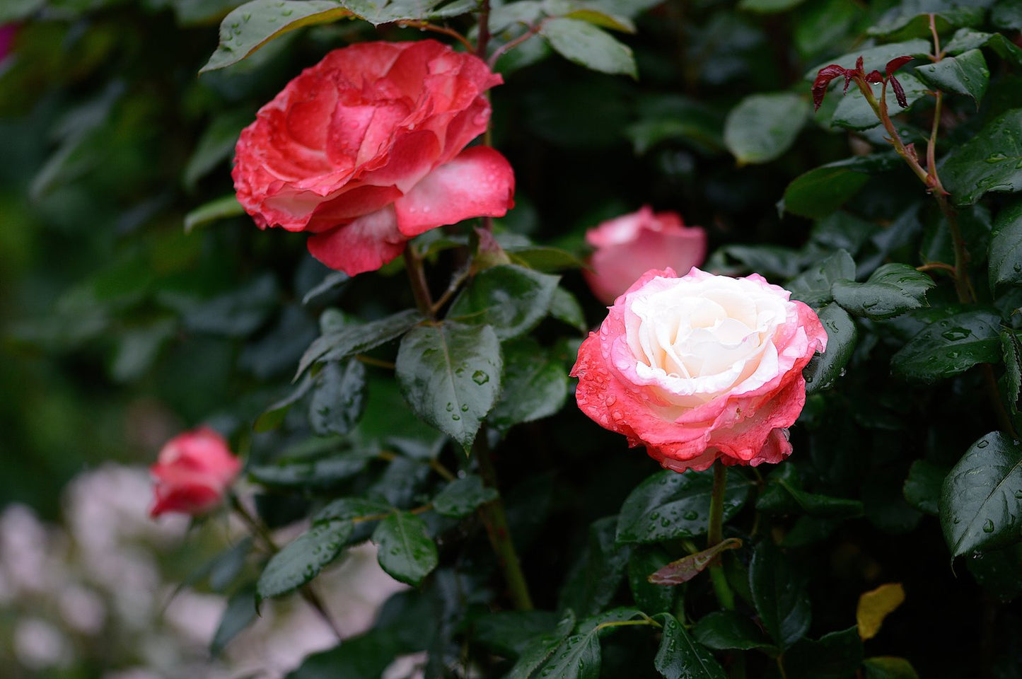 Rosa Nostalgie