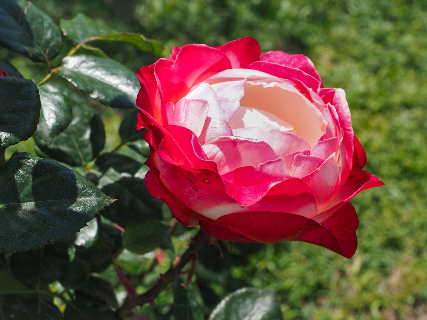 Rosa Nostalgie