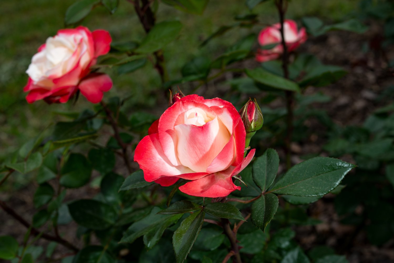 Rosa Nostalgie