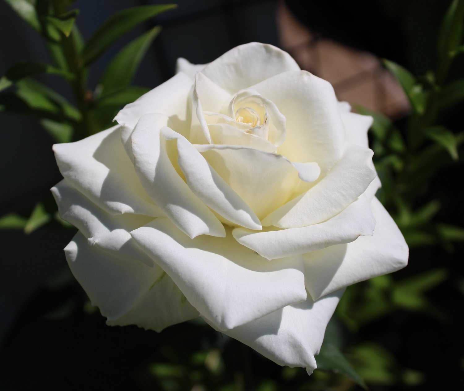 Rosa Pascali