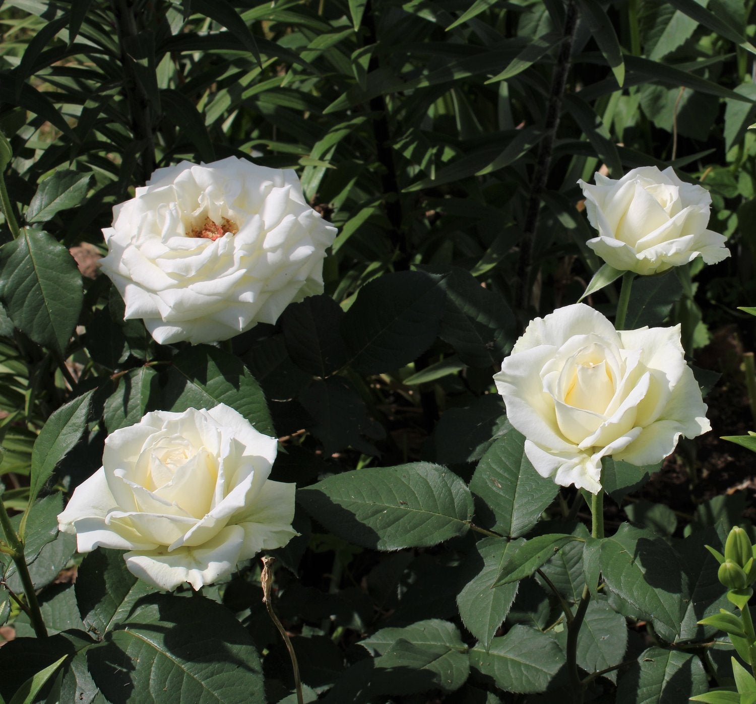 Rosa Pascali