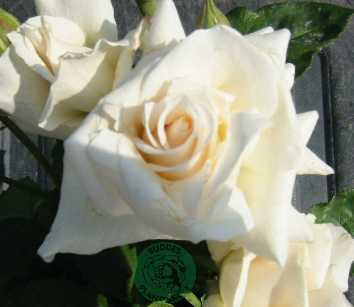 Rosa Pascali