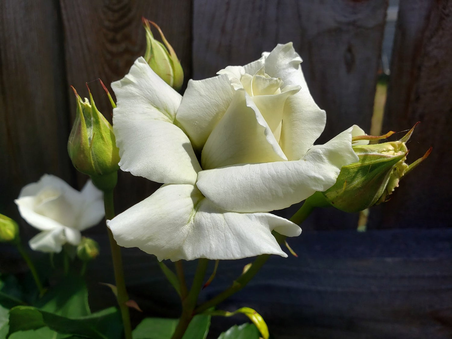 Rosa Pascali