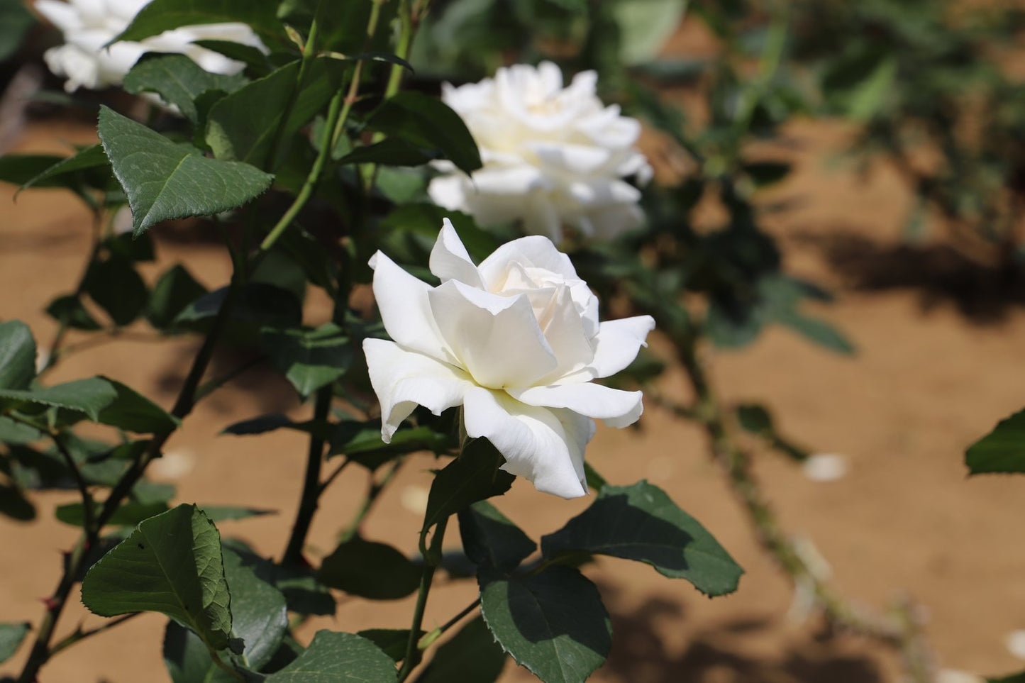 Rosa Pascali