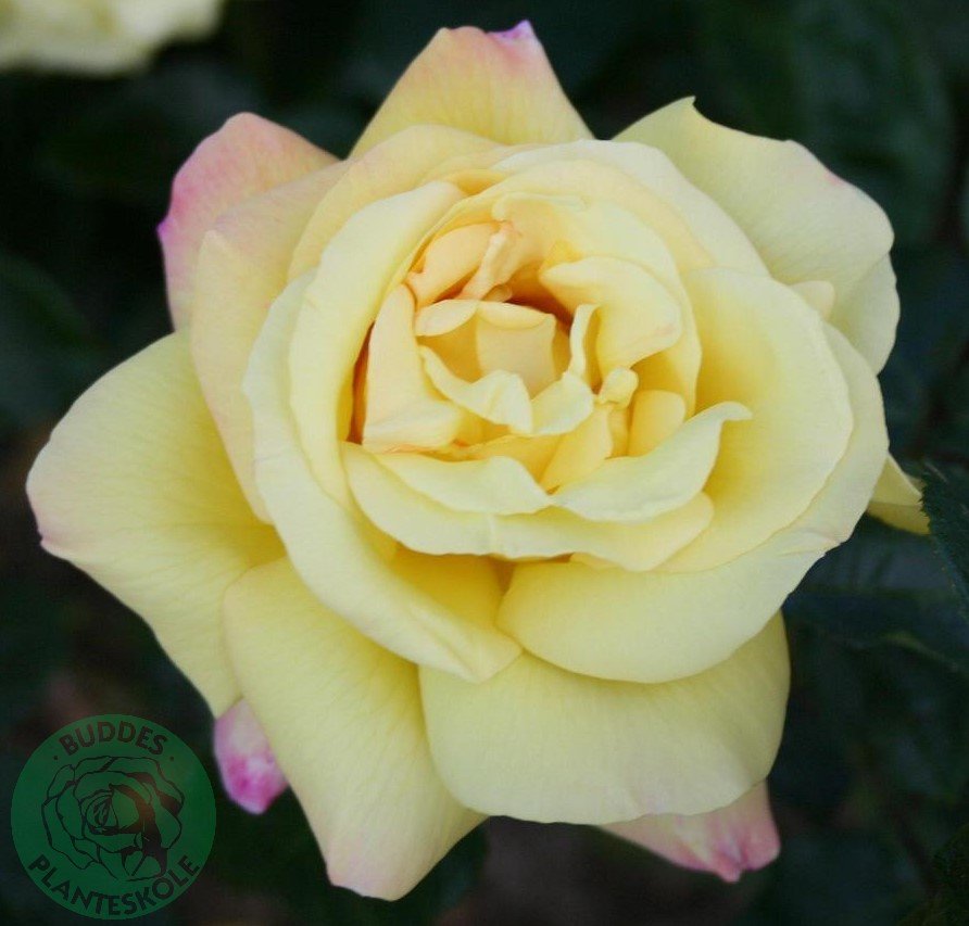 Rosa PEACE®