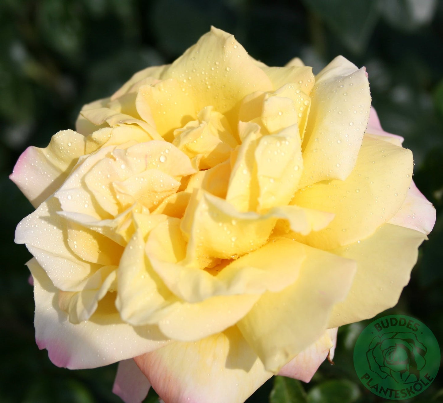 Rosa PEACE®