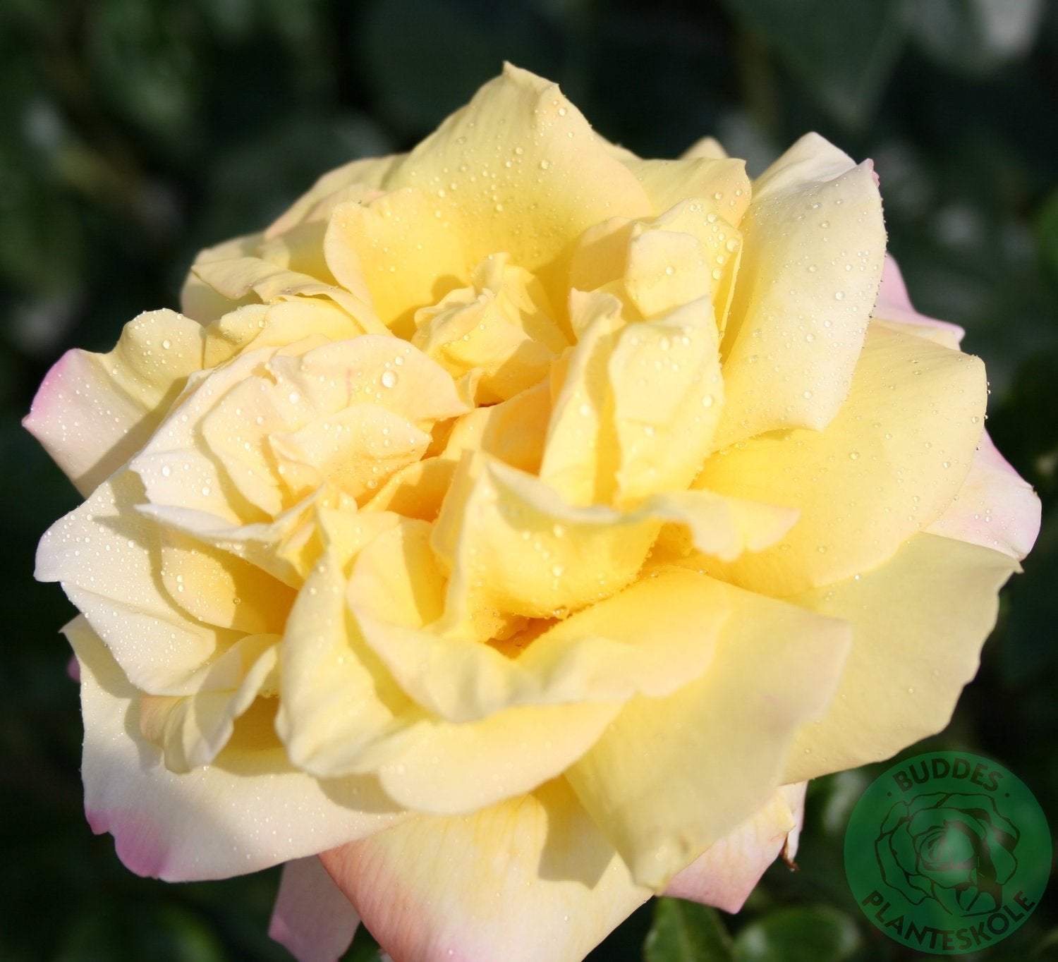 Rosa PEACE®